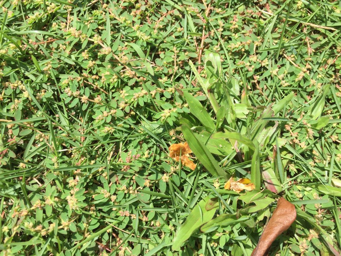 spurge