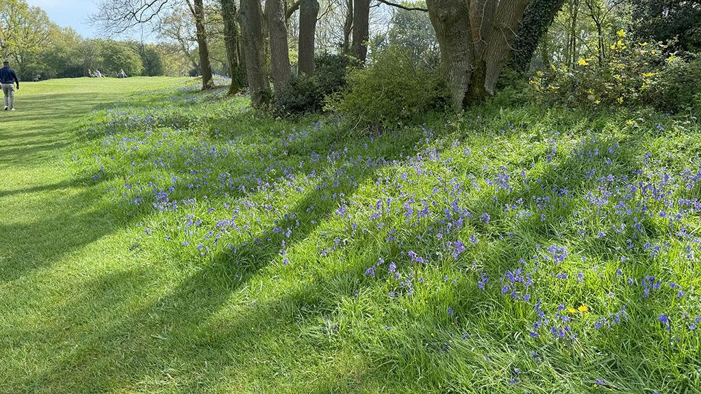 1024_x_576_bluebells_abound_in_opened_up_woodland_fringes.jpg