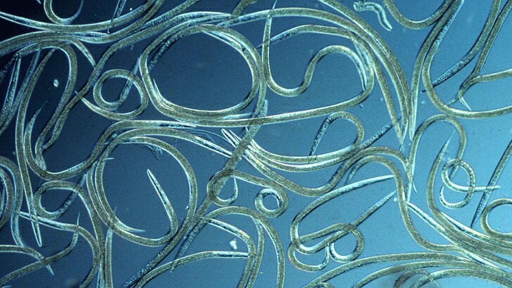 1024_x_576_nematodes_2.jpg