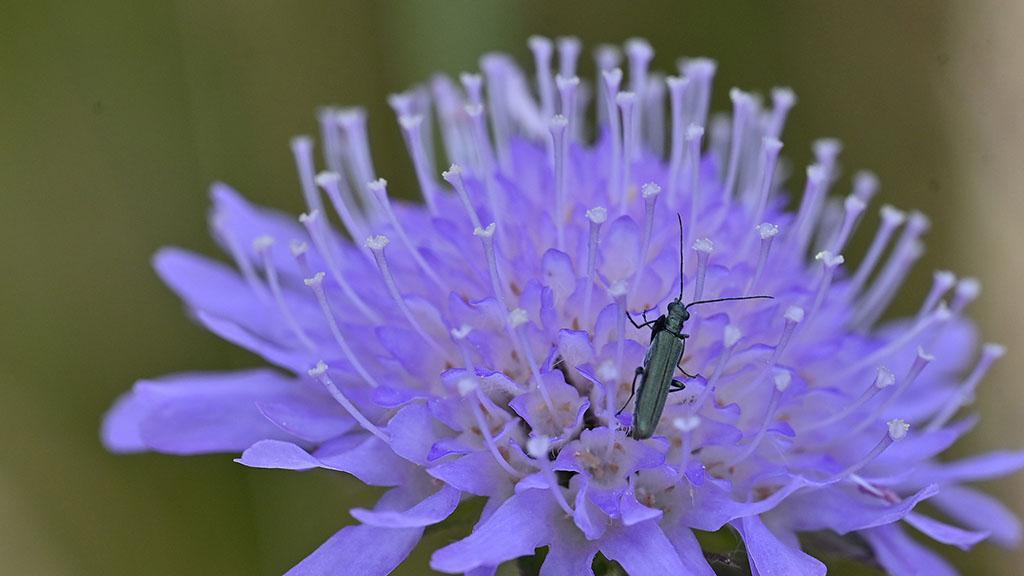 1024_x_576_oedemera_beetle.jpg