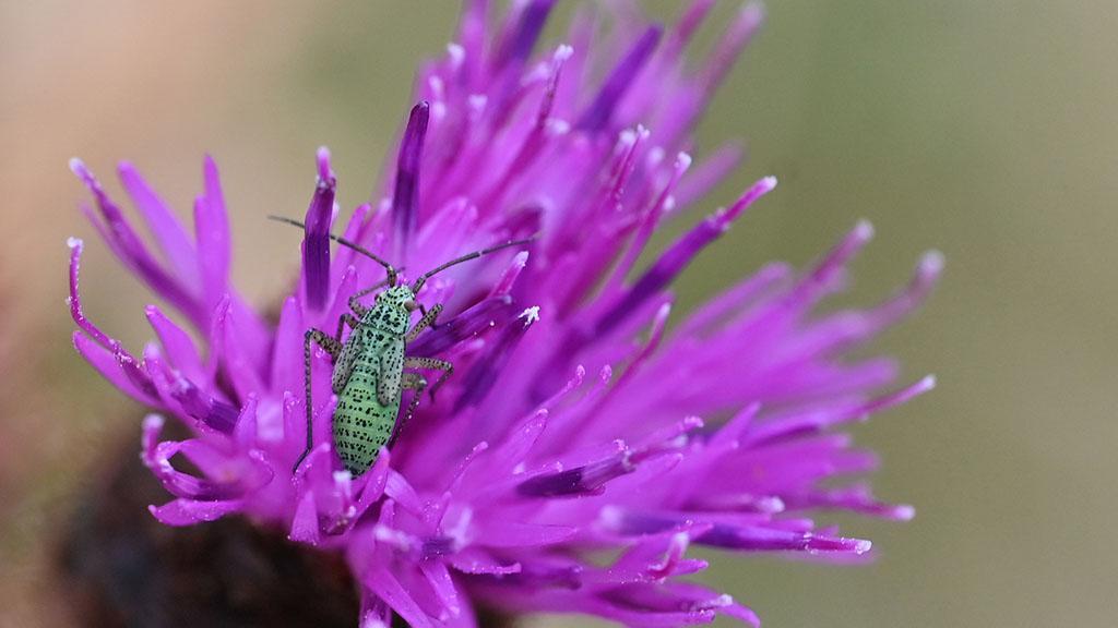 1024_x_576_oncotylus_viridiflavus_nymph_on_knapweed.jpg