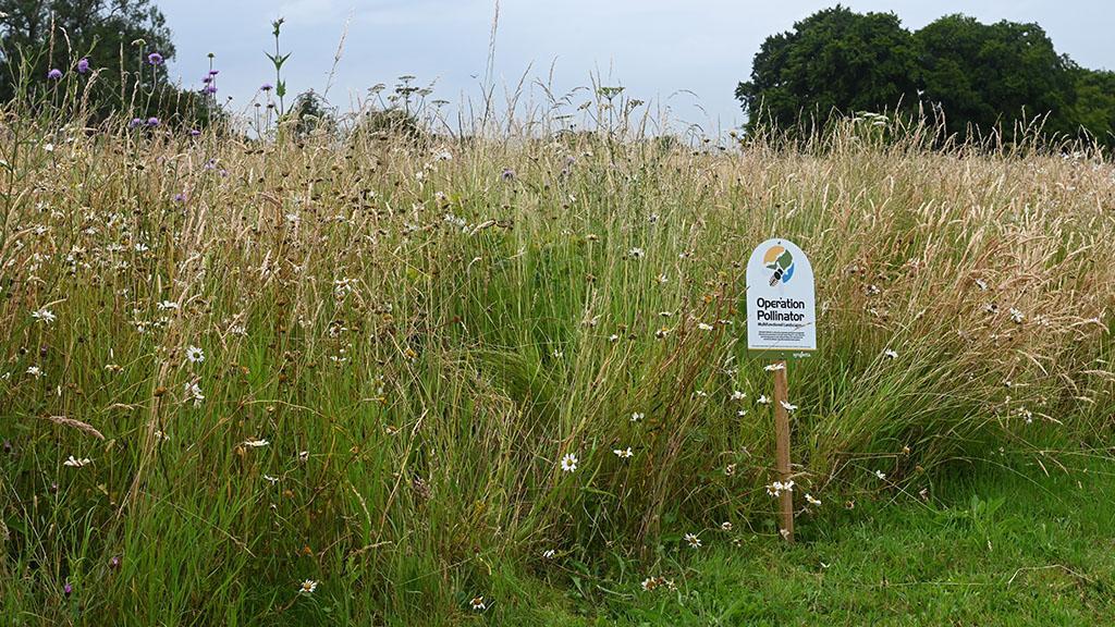 1024_x_576_operation_pollinator_wildflower_habitat.jpg