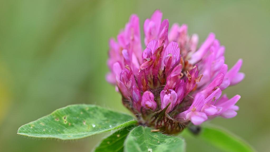 1024_x_576_red_clover_in_wildflower_habitat.jpg