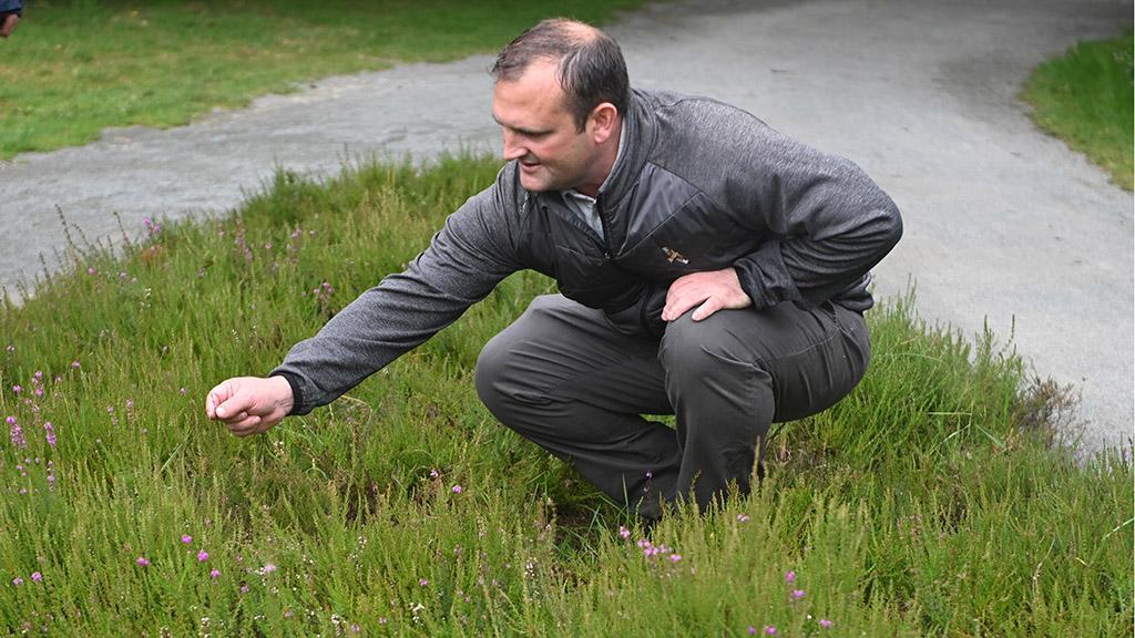 1024_x_576_yorkshire_fog_and_coarse_grasses_could_invade_new_heather_planting.jpg