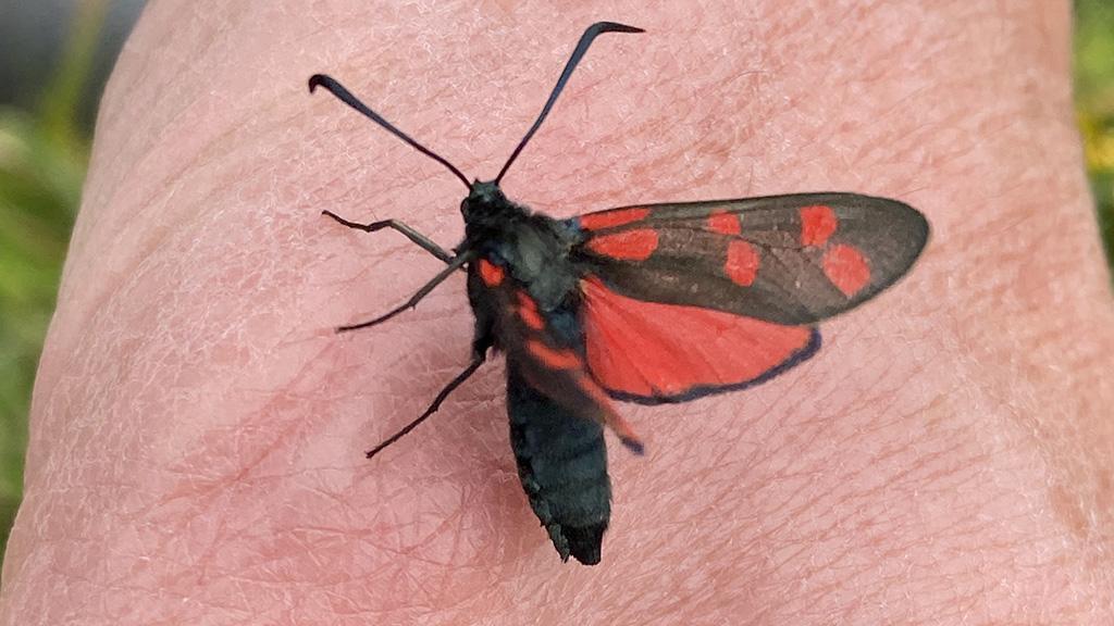 1024_x_576_bamburgh_castle_moth_2.jpg