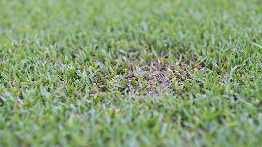1024_x_576_microdochium_on_green_collar.jpg