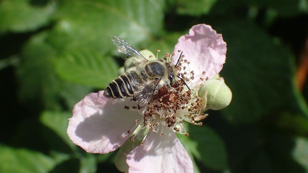 1024_x_576_warren_gc_silvery_leafcutter_on_bramble.jpg