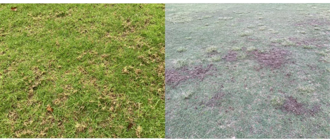 Figure 4: Adult Black Beetle damage in Kikuyu (left) and in Couch (right) from foraging birds.