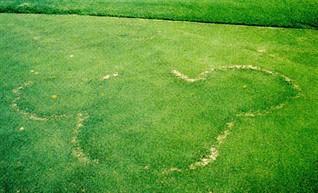 Type 2 Fairy Ring