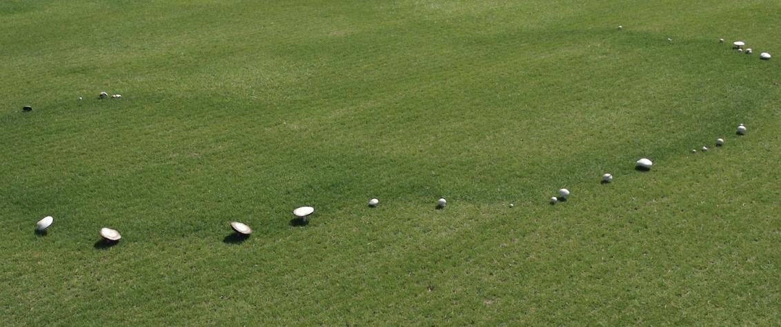 Fairy Rings