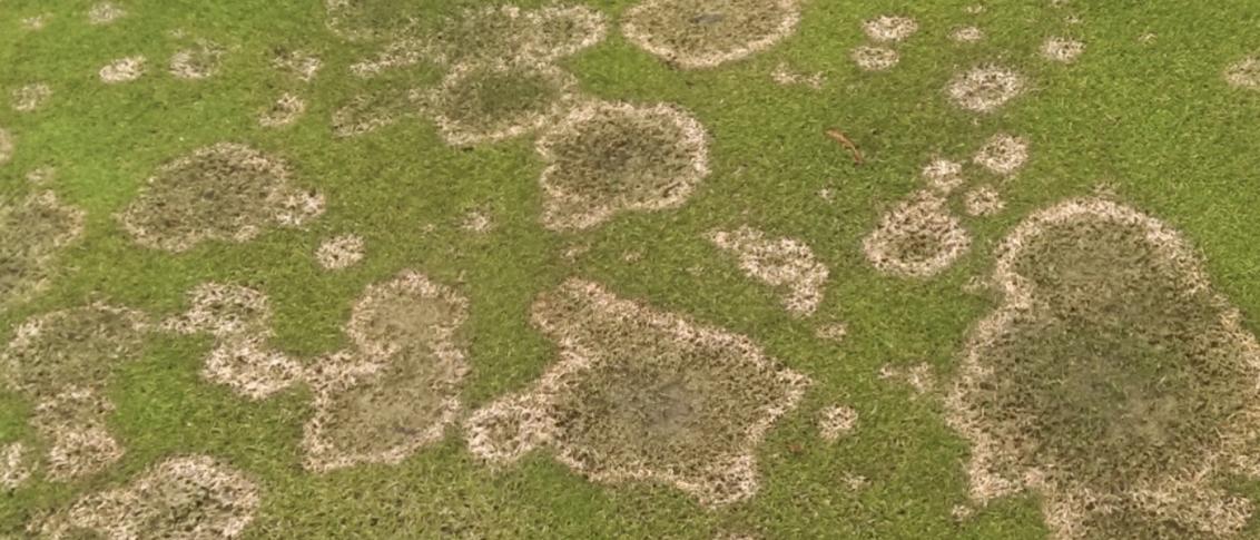fusarium_microdochium_patch_uae_turf_disease