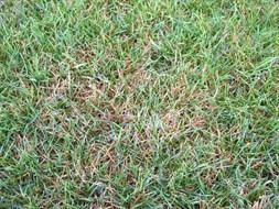 ryegrass