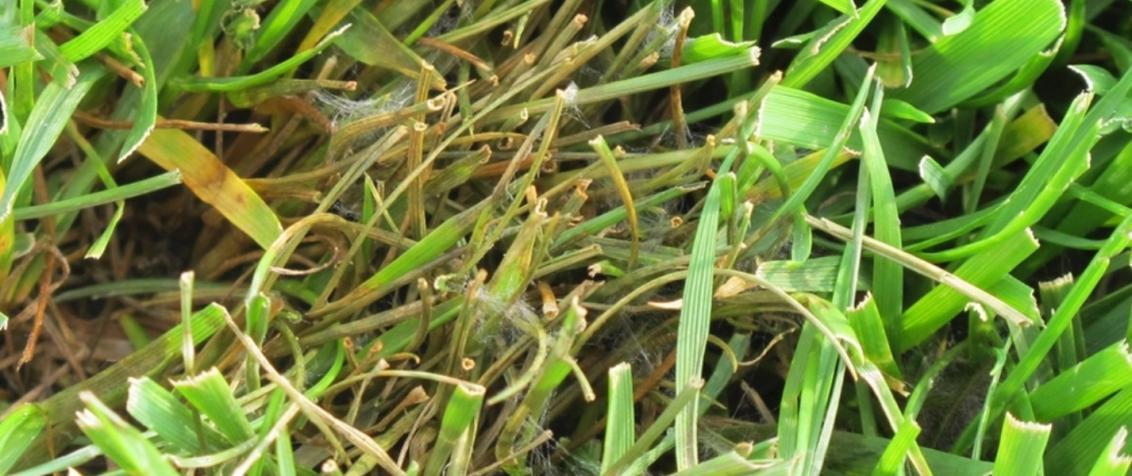 pythium_root_rot_uae_turf_golf