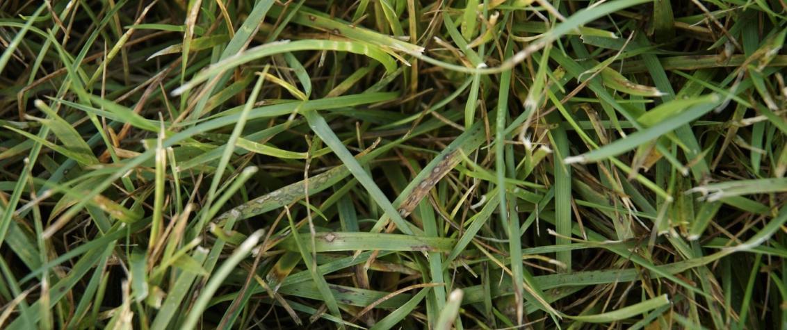 Leaf Spot / Melting Out