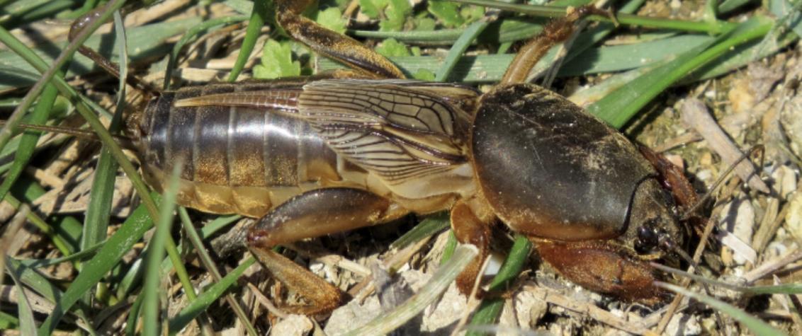 Mole Cricket