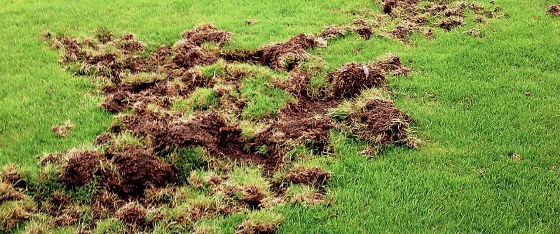 White grub damage to golf course turf in the United Arab Emirates