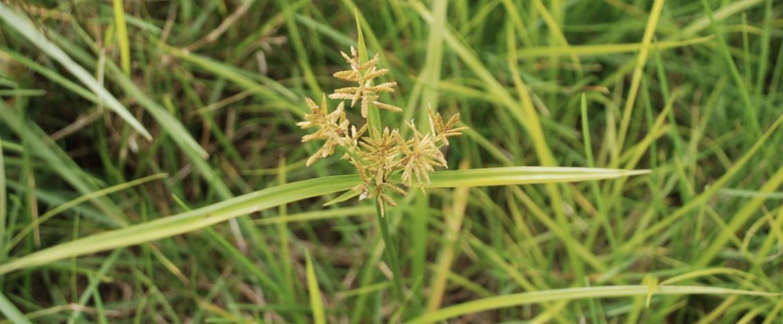 yellow nutsedge