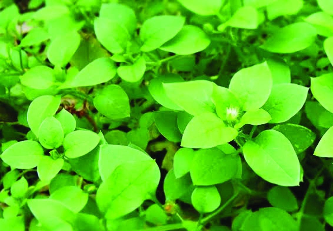 Chickweed 