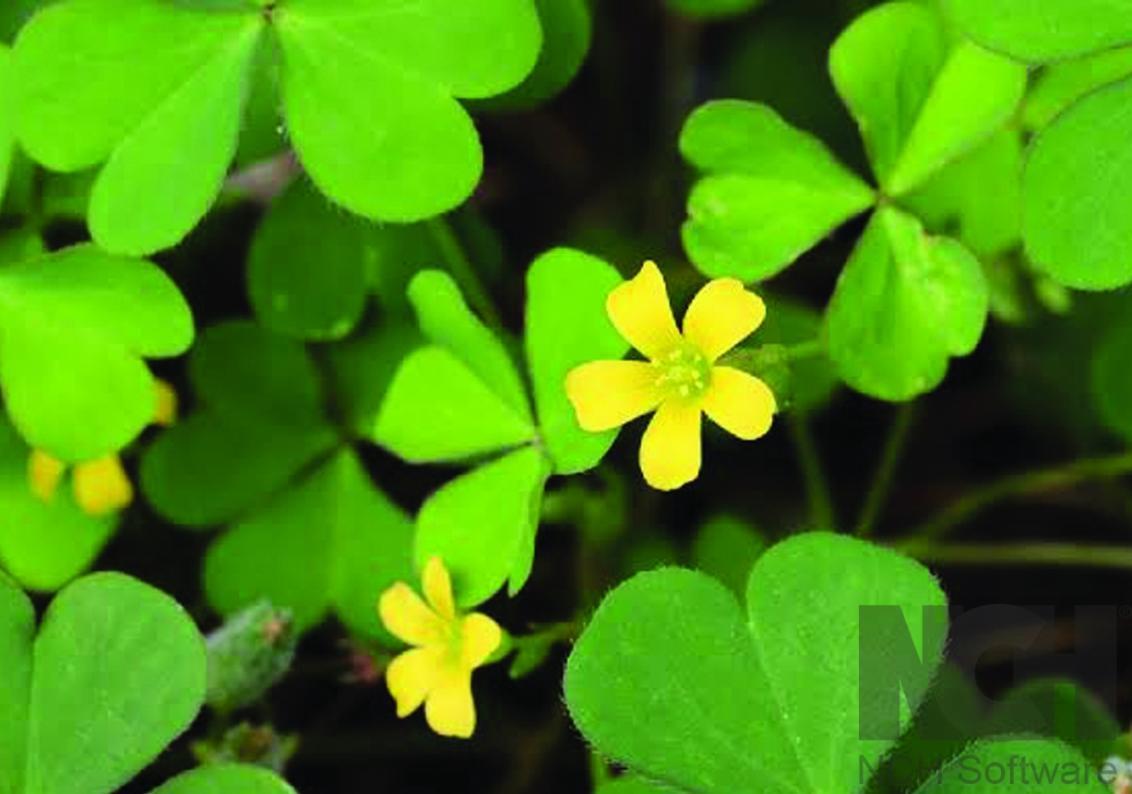 Creeping Oxalis