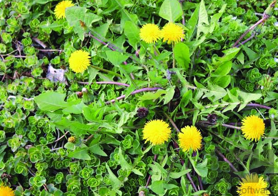 Dandelion
