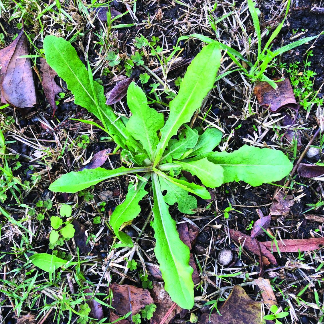 Fleabane