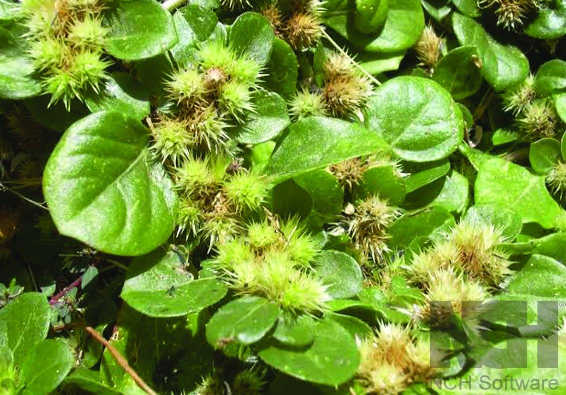 Khaki Weed