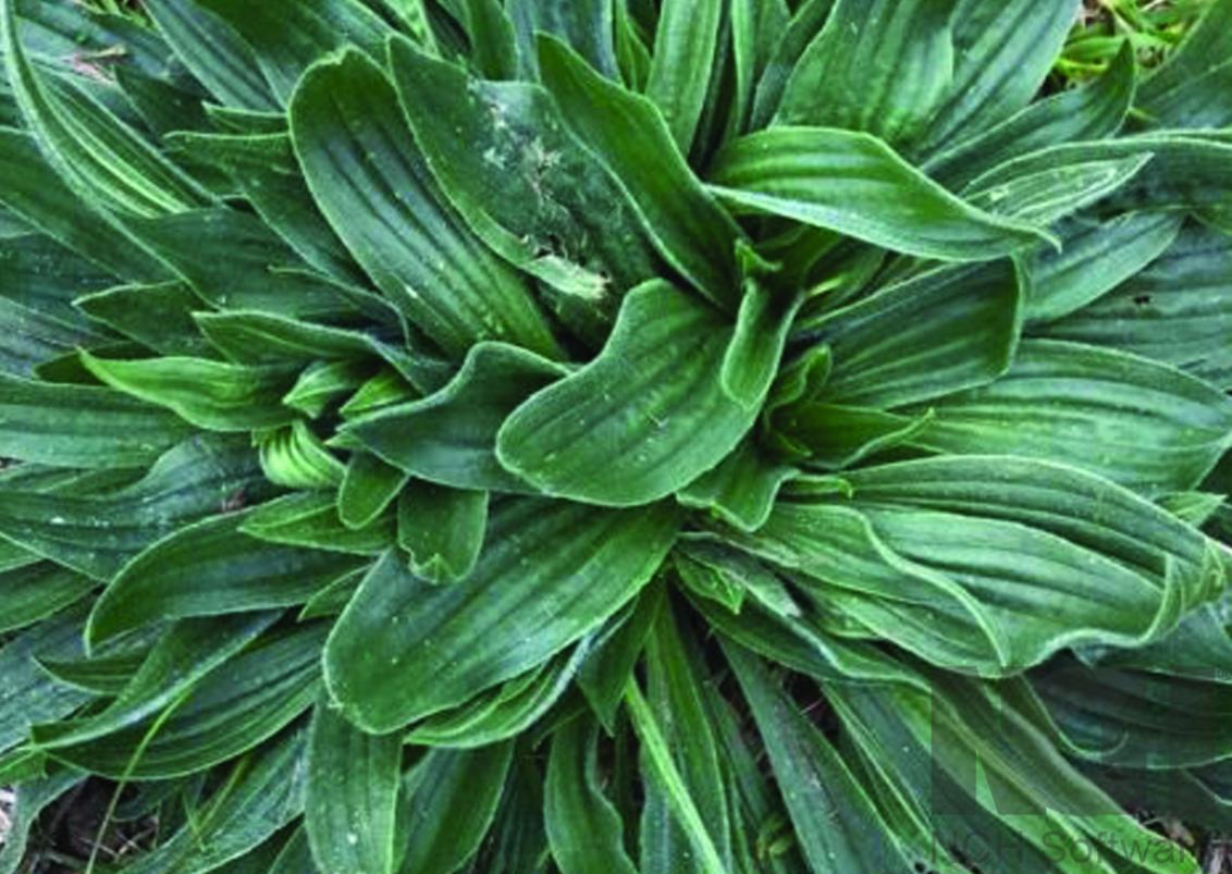 Lambs Tongue