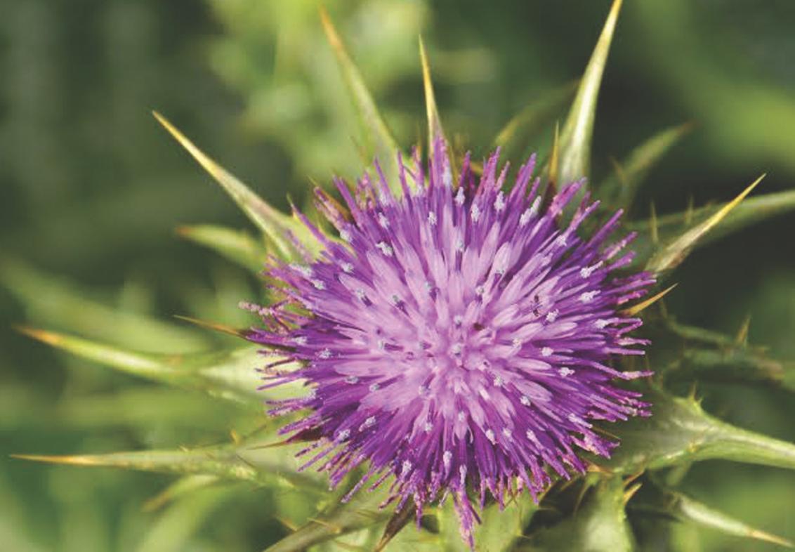 Milk Thistle 