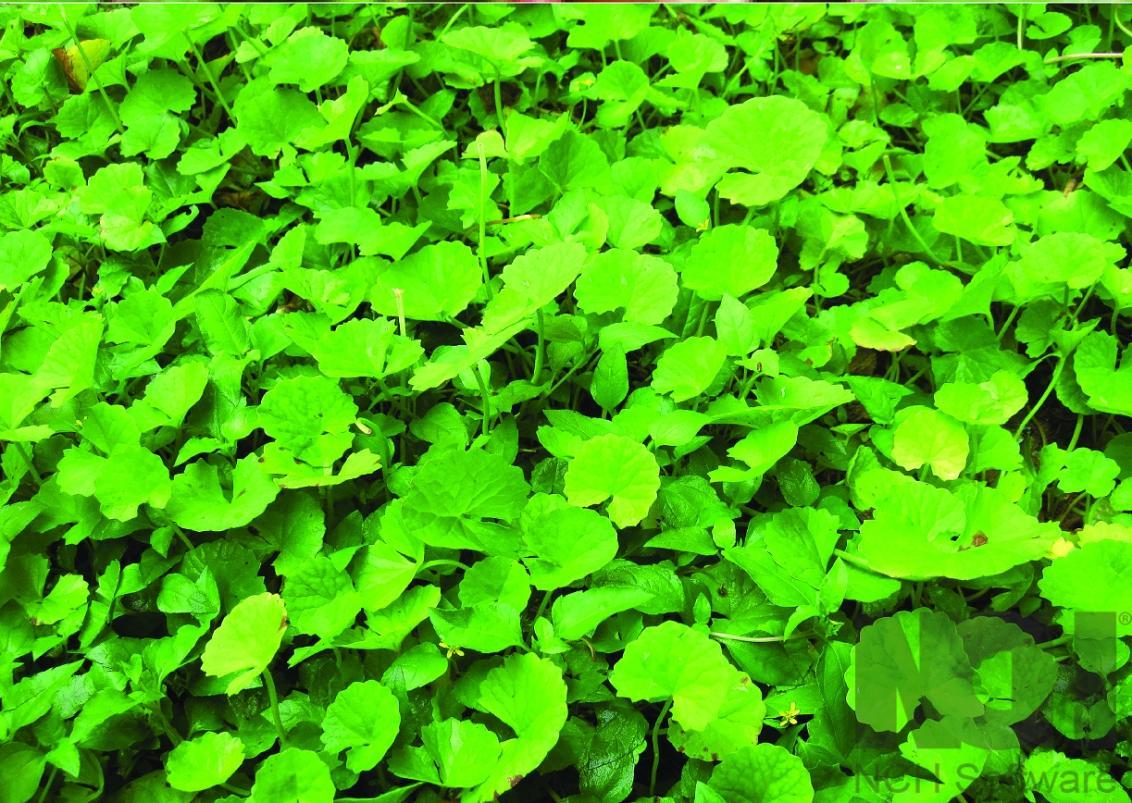 Pennywort