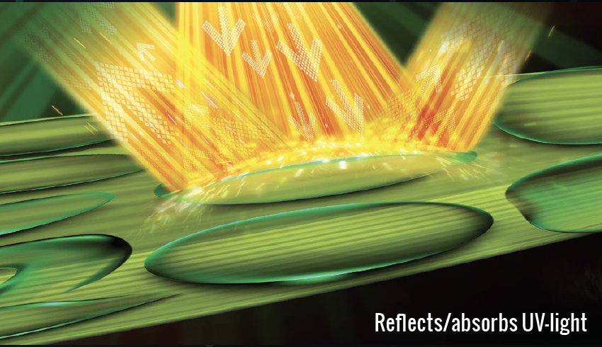 ryder