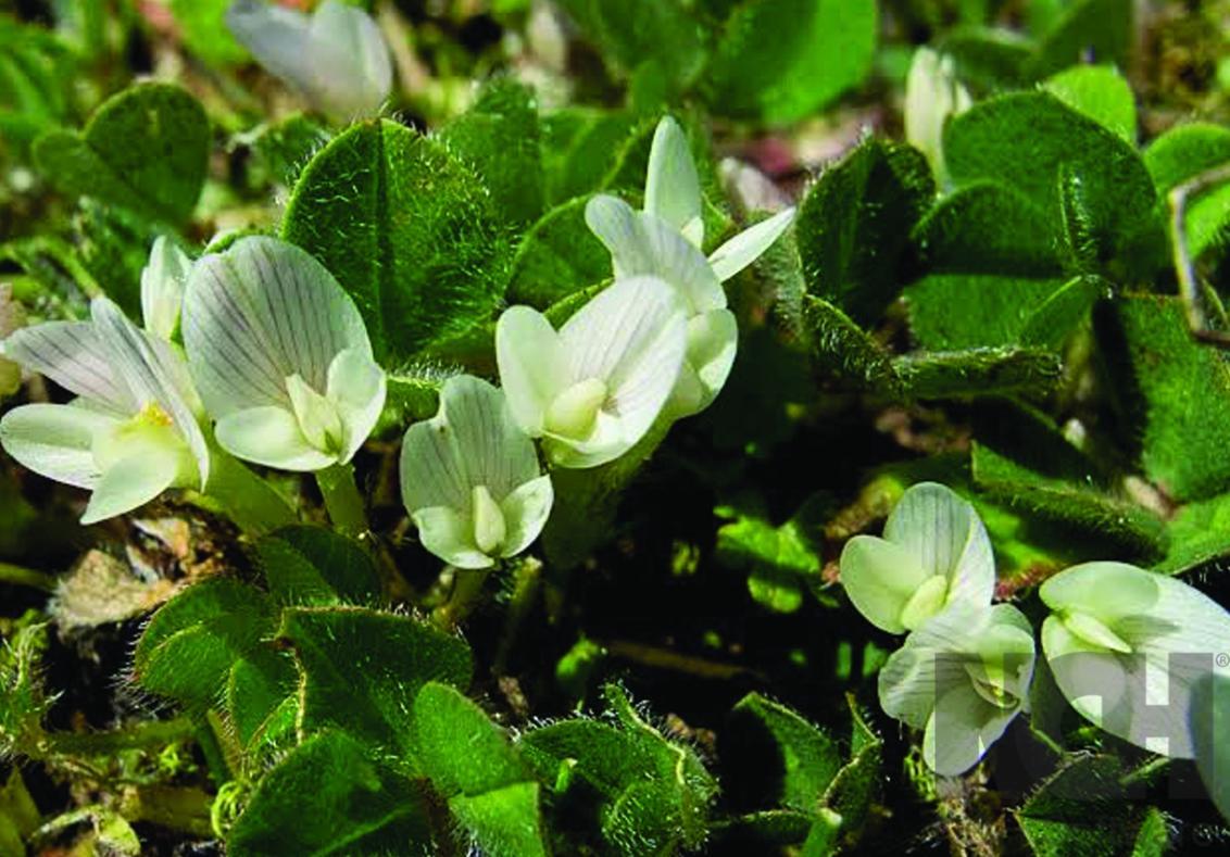 Subterranean Clover