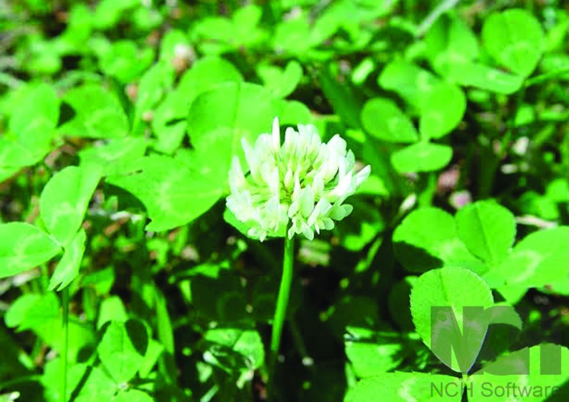 White Clover 
