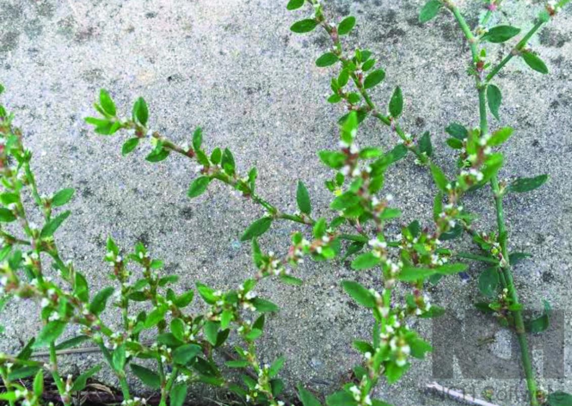 Wireweed