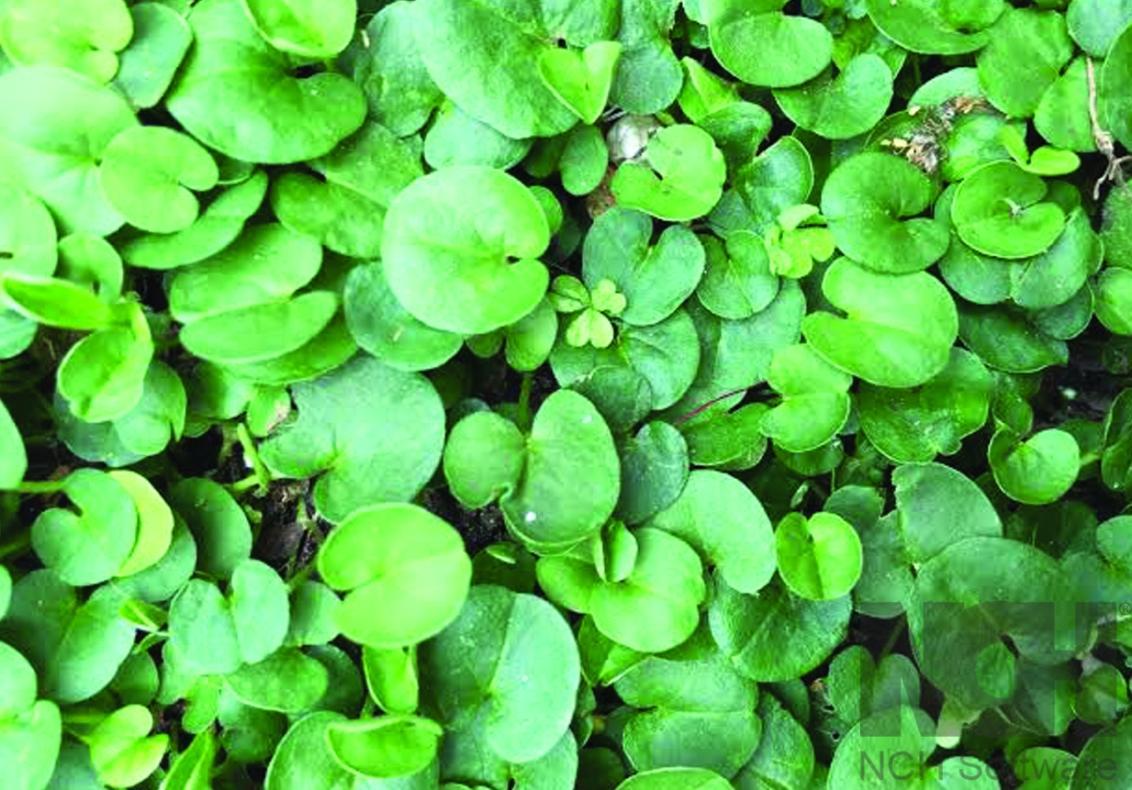 Wonderlawn