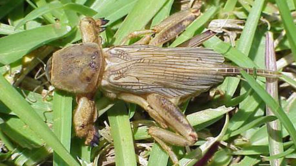 molecricket