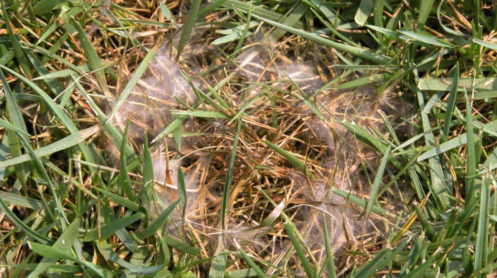 Turf Care South Africa Golf Courses Treating Pythium Blight