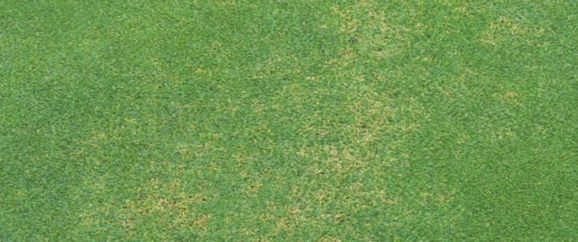 Fading Out Turf Disease South Africa