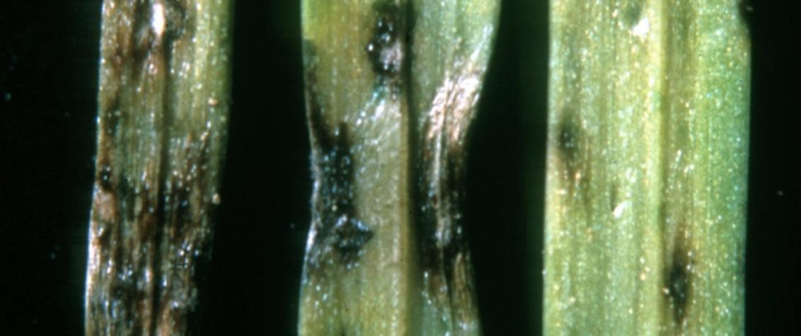 Turf Care in South Africa Treating Grey Leaf Spot