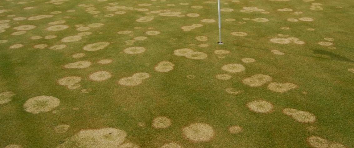 South Africa Golf Turf Care Treating Microdochium Patch