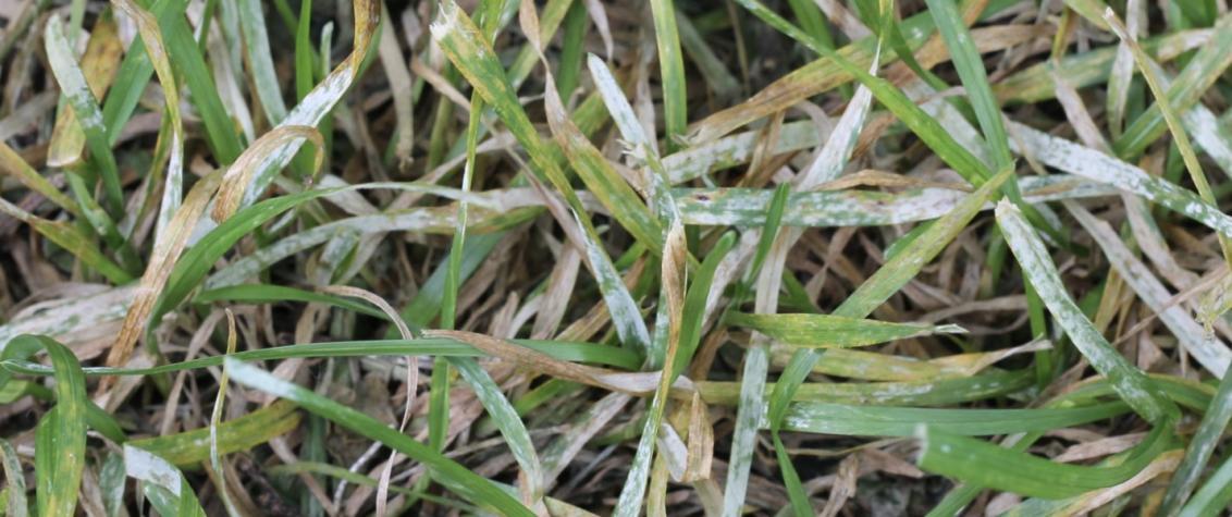 South Africa Golf Turf Care Treating Powdery Mildew