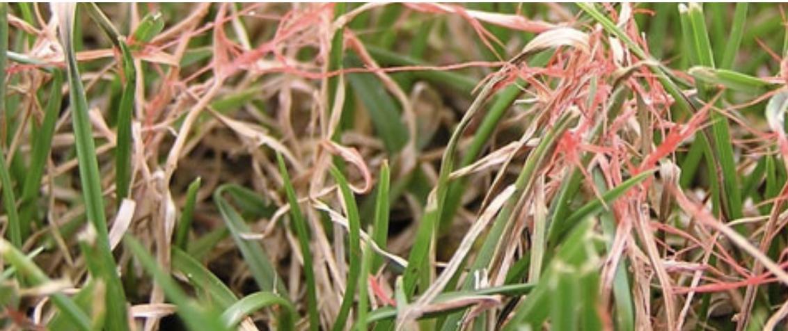 South Africa Golf Turf Care Treating Red Thread