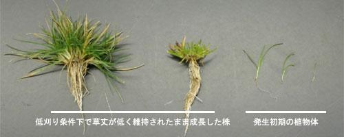 weeds