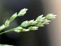 weeds