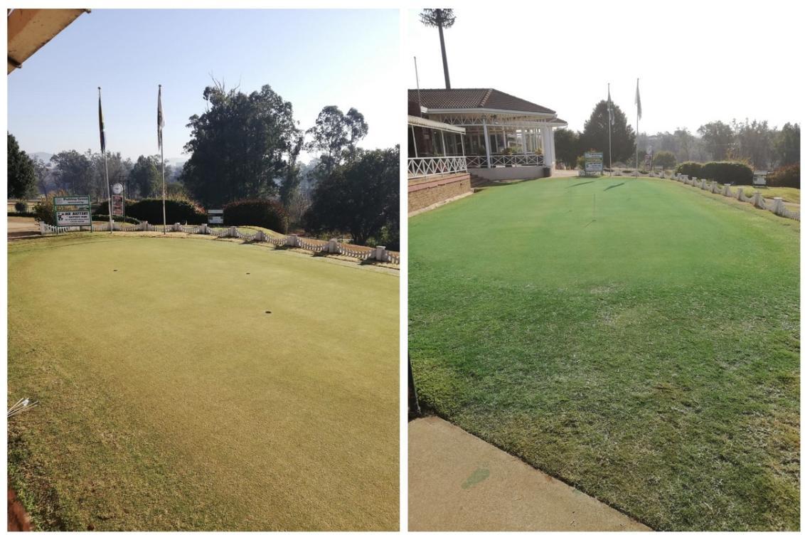 Ryder Turf Pigment - before and after