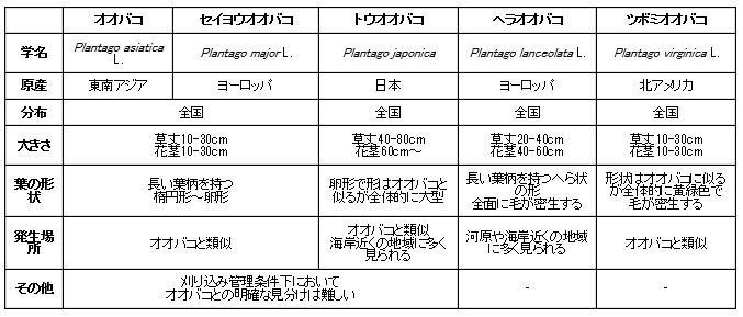 オオバコ