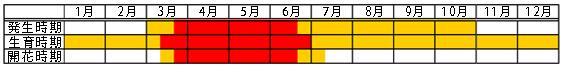 オオジシバリ