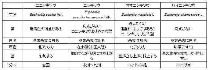 コニシキソウ