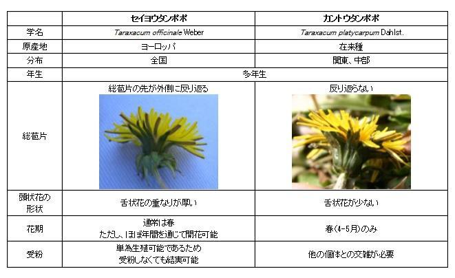 セイヨウタンポポ