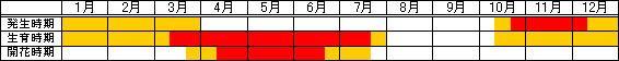 タチイヌノフグリ
