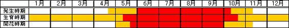 ブタナ